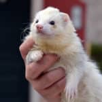 Person holding ferret