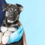 Cropped image of handsome male veterinarian doctor with stethoscope holding cute black german shepherd puppy in arms in veterinary clinic on white background banner