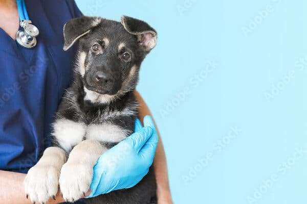 Cropped image of handsome male veterinarian doctor with stethoscope holding cute black german shepherd puppy in arms in veterinary clinic on white background banner