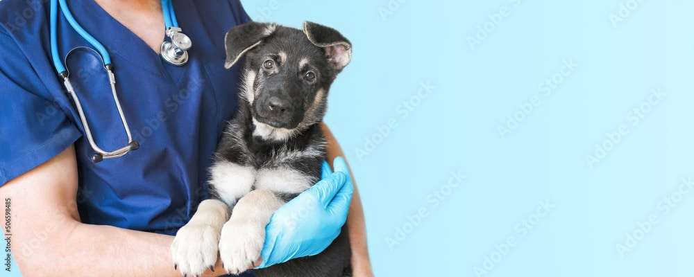 Cropped image of handsome male veterinarian doctor with stethoscope holding cute black german shepherd puppy in arms in veterinary clinic on white background banner